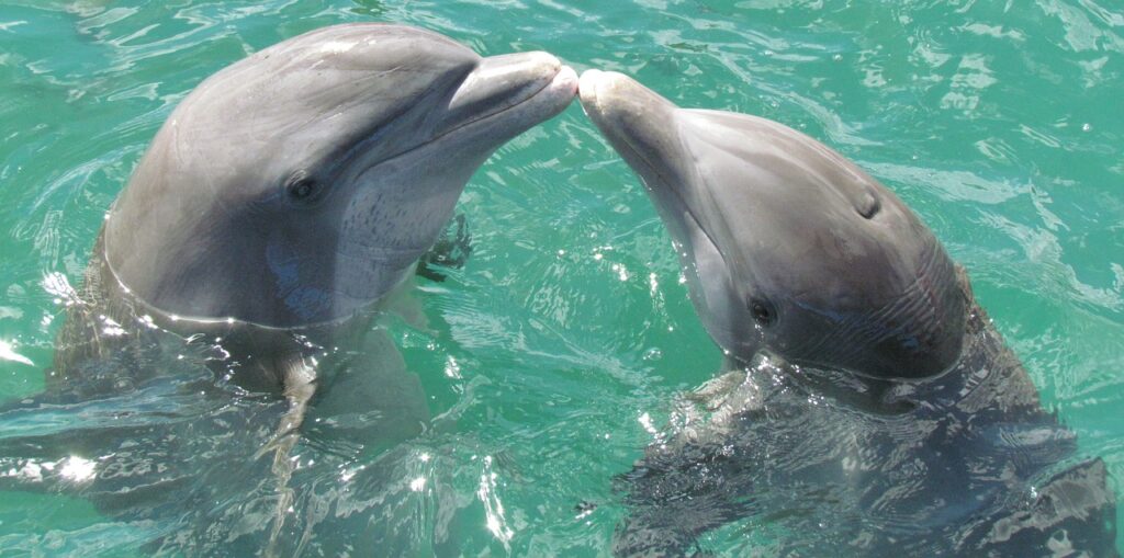dolphin, sea, love