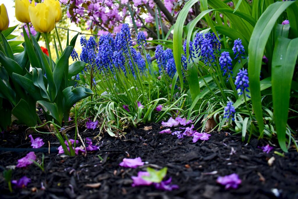 a garden filled with lots of purple and yellow flowers with mulch to kill weeds