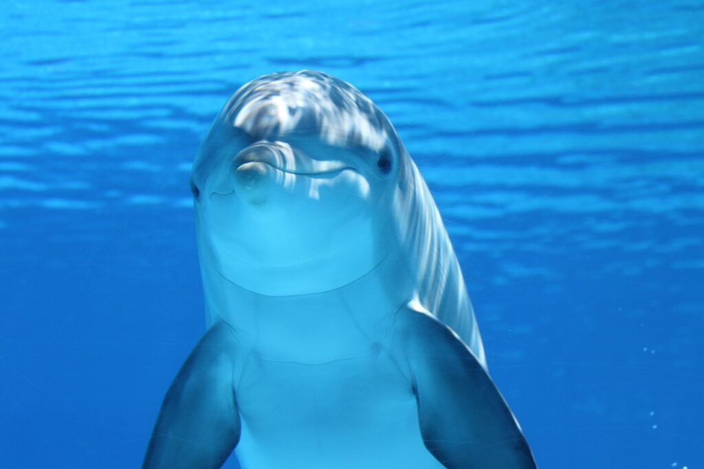 young dolphin appearing to smile