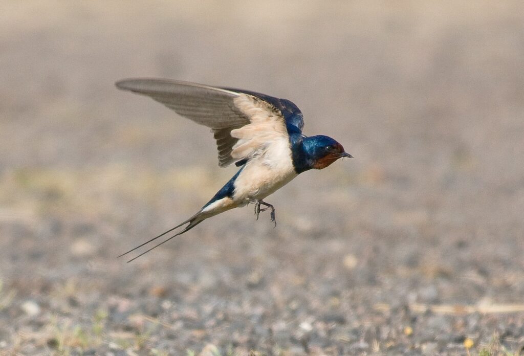 barn swallow looking for food to eat