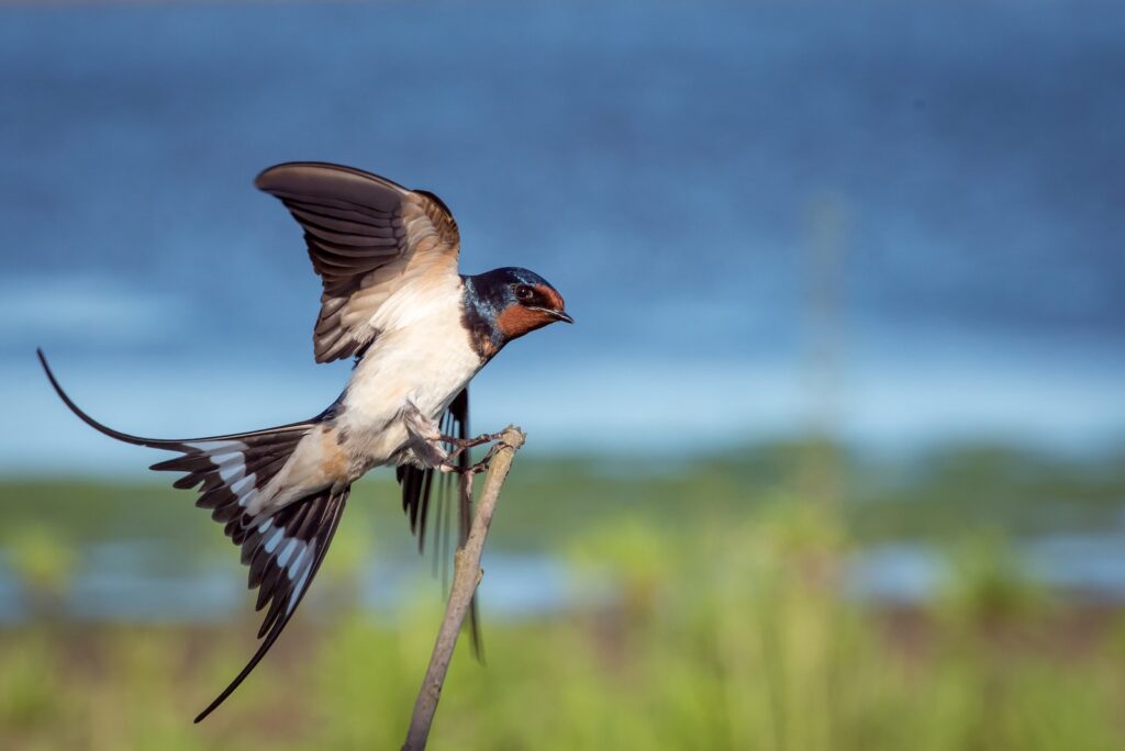 barn-swallow-spreading-wings