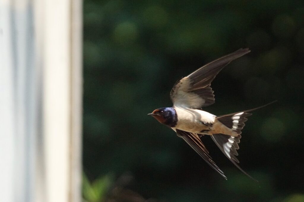 a small barn swallow flying in the air next to a window