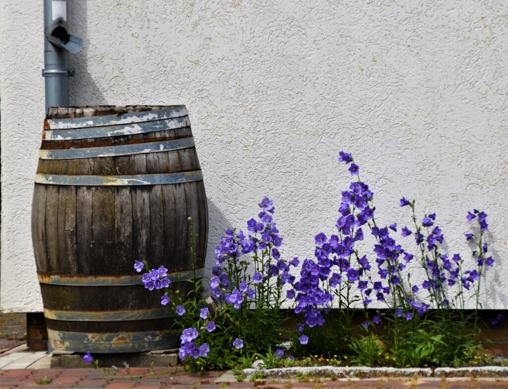 purple flowers near brown wooden rain barrel