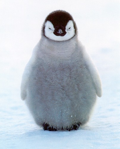 baby penguin cutest animal ever