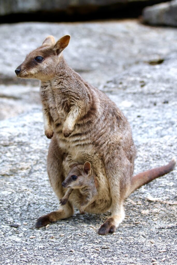 brown kangaroo on gray sand during daytime wallaby joey cutest animals ever