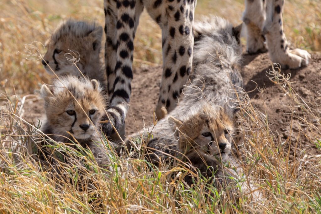 infant cheetah lying on ground during daytime