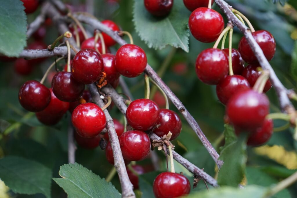 cherries fruit in season