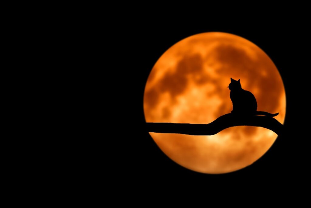 halloween eco friendly silhouette cat