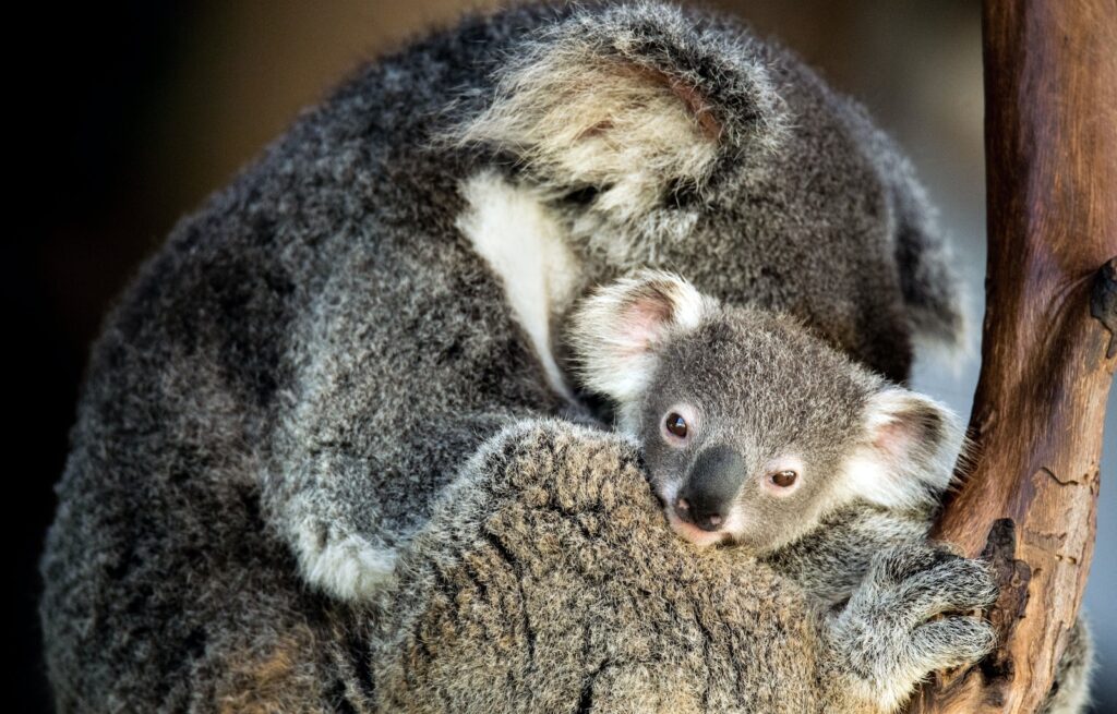 close-up of koala cutest animals ever