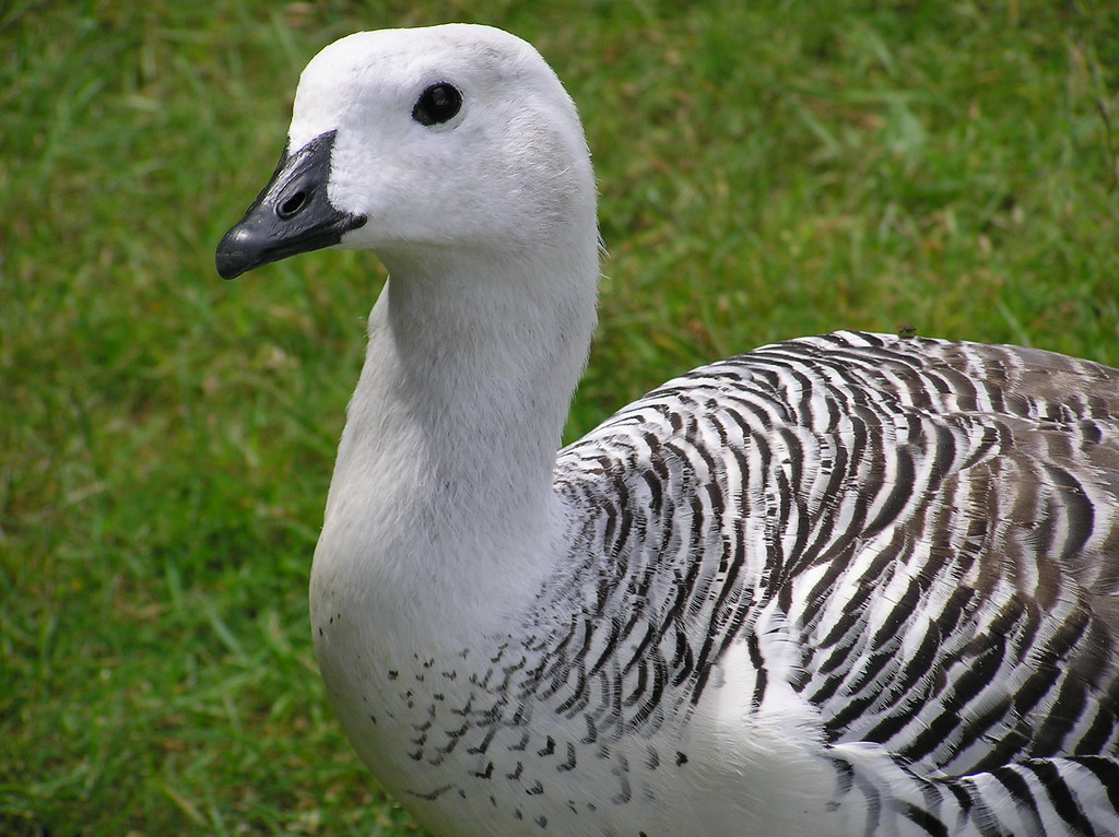 cutest animals ever upland goose