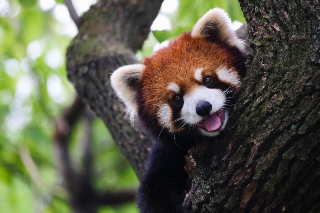 a red panda in a tree cutest animals ever