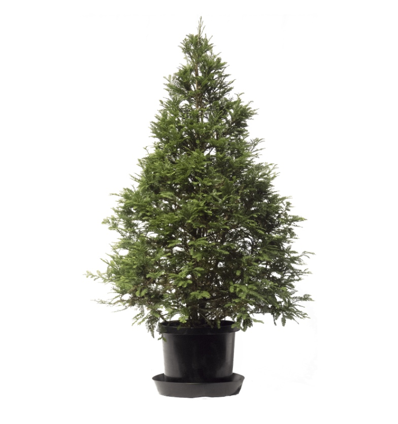 natural potted non toxic christmas tree