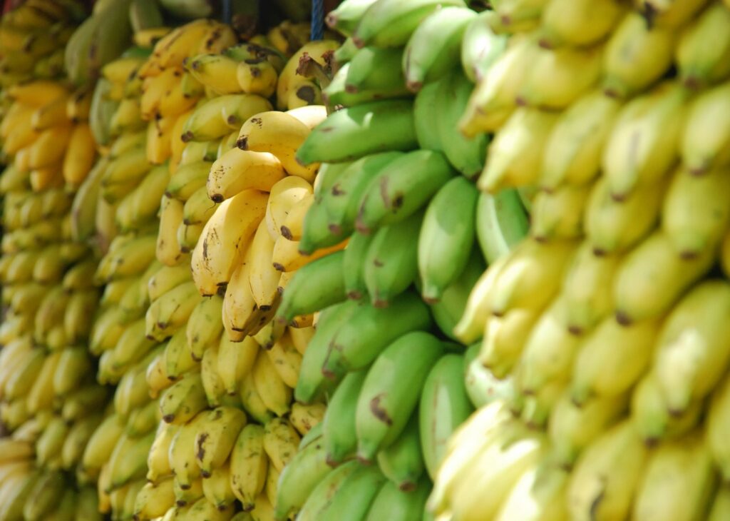 closeup photo of bunch of bananas gmo vs organic