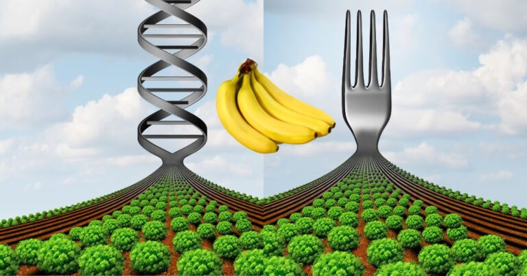 gmo banans vs organic picture of dna on one side and fork on the other with banana in the middle