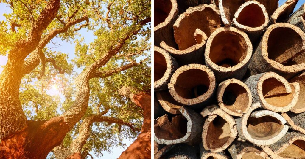 cork tree on the left, bark removed from cork tree for use as cork on the right