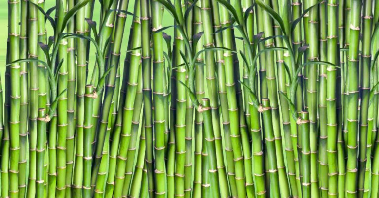 bamboo stalks. Used to make charcoal air purifiers that work to clean the air