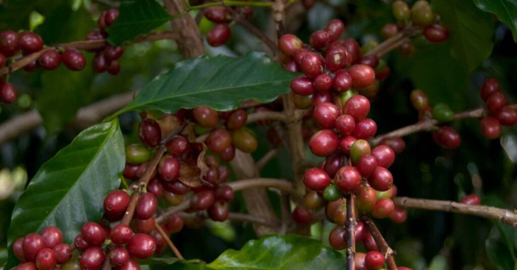 shade grown organic arabica coffee plant red plant with green leaves in the shade