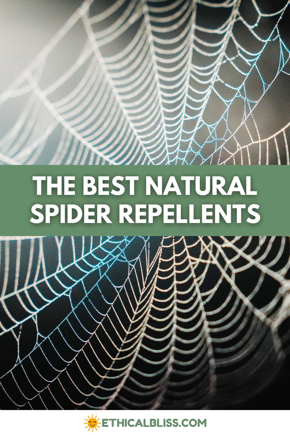 How To Keep Spiders Out Of Your Home And Off Your Patio Naturally 9763